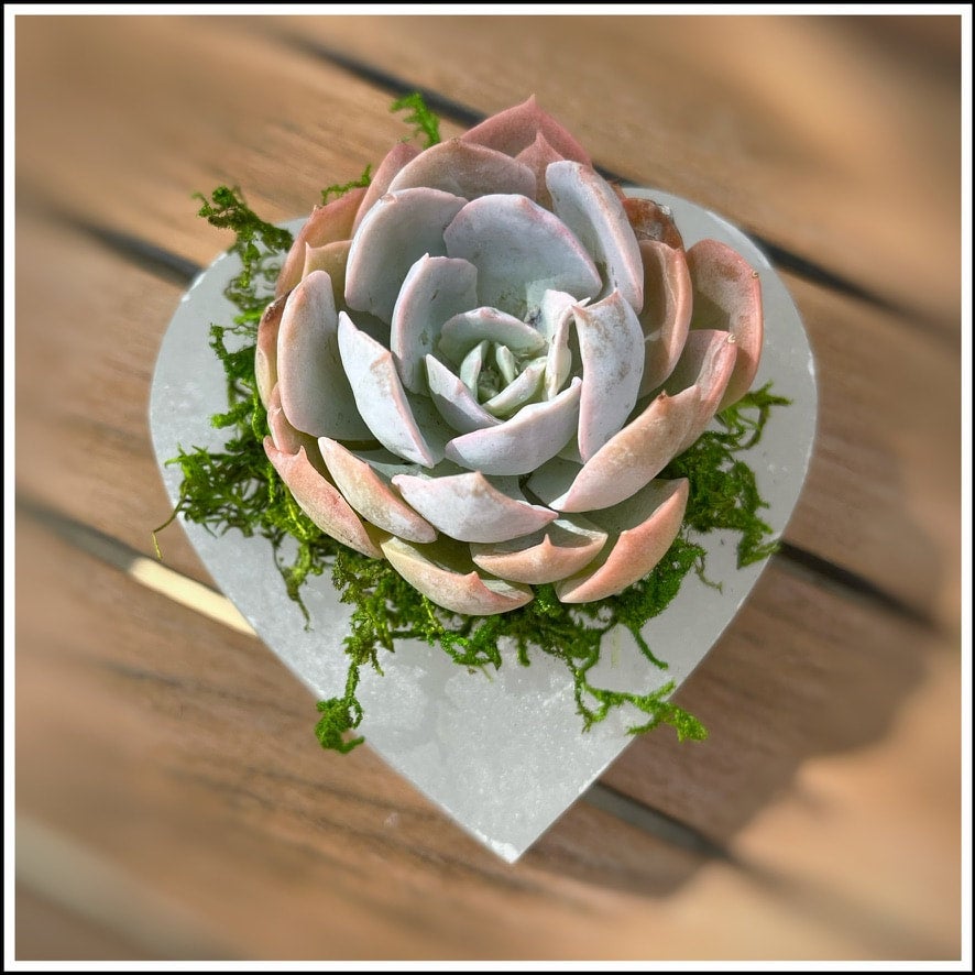 Selenite Succulent Heart 2024 Crystal Planter